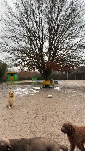 Dogwalker Cologne | 🎊 Die fünfte Jahreszeit ist zurück – lauter, bunter, wilder als je zuvor! 2026 wird nicht nur gefeiert… 2026 wird LEGENDÄR. Ob Konfetti im... | Instagram