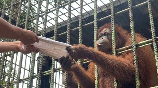 Watch what happens when an orangutan suddenly grabs a human with raw strength