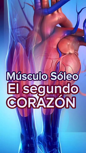 Sóleo, el músculo al que llama el segundo corazón. #medicina | Dr. William Guerrero