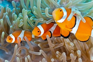 Hermaphrodite fishes, What's It All About? - Master Liveaboards