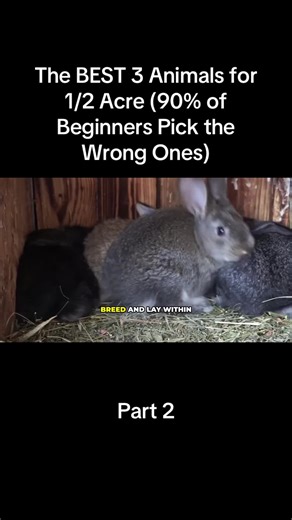 Top 3 Animals for 1/2 Acre: Avoid Common Beginner Mistakes