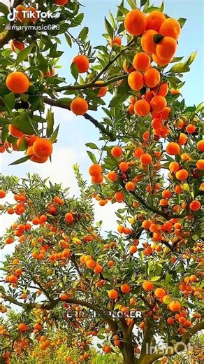 The Sweetest Tasting Fruit in the World | Amazing Sweet 🍓 Facts