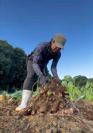 Harvesting Gabi and Taru in Japan: A Farmer's Journey