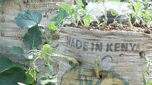 Kenya: Farming in the city