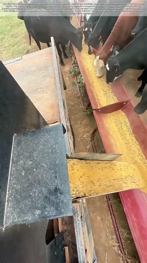 Dispensing Abundance: How Automation Feeds the Modern Herd