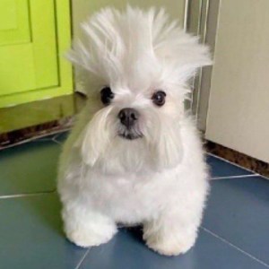 solarization - Twitch