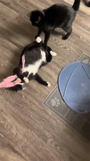 @john._cali89: She’s a professional cat #cat #catlover #kitty