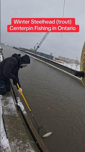 Winter Steelhead (trout) centerpin Fishing In Ontario#fypシ゚ #fishingvideo #shorts #centerpin