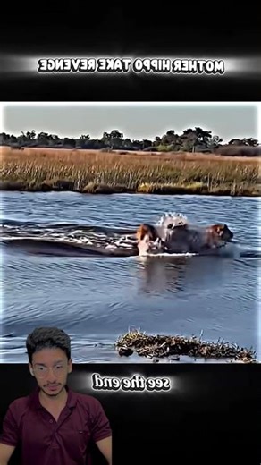 lion vs Hippo#shorts#animals#wildlife#lion#hunting