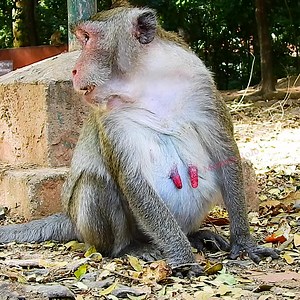 36 reactions · 8 comments | Best of Jane Update New day! Congrats! Jane Monkey So Hurt Her Pregnant & Giving A Newborn Baby Birth Now!!! | Monkey RoJo | Facebook