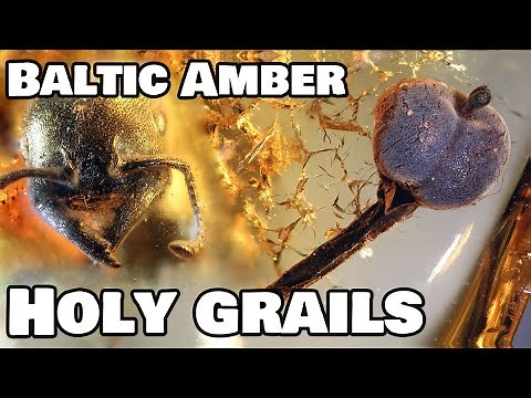 Holy grails of amber collecting - Baltic Amber edition