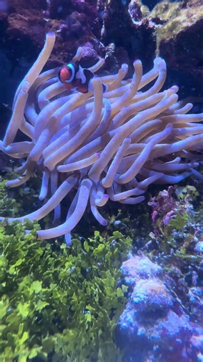 Anemone Clown Fish habitat Atlantis aquarium Bahamas ￼November 30 2025 11:53AM