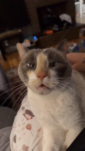4.3K views · 16K reactions | Fritz getting a good snuggle and scritch in on the nursing pillow before the skinfant wakes up and takes over.  | Fritz and Friends | Facebook