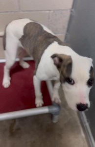 1K views · 22 reactions | elisted roswell animal shelter tel 5756246722 Mika a brindle terrier . she is 9 month old only 35 lbs . id a010676 to adopt have a vet appointment for a spay/rabies shot . can adopt in person or via email . can put dogs on 24 hour hold | Jo Wallace | Facebook