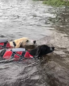 7.4K views · 119 reactions | With or without a life jacket? See what difference it can make to your dog’s swimming technique, comfort and safety in this video from Tessa Philippaerts! | Non-stop dogwear | Facebook