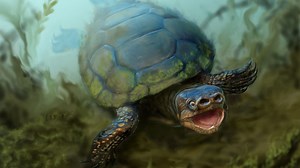 New species of extinct pig-snouted turtle discovered