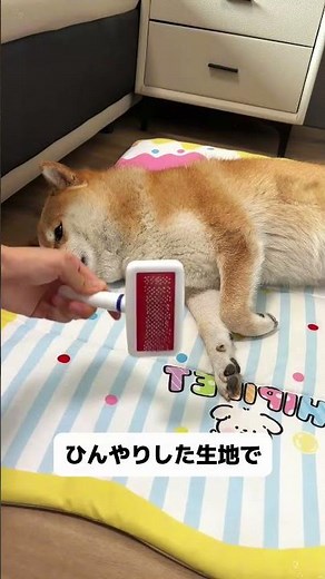 夏に犬がよく床に伏せてる？床の湿気で皮膚病になりやすい！両面防水で湿気を遮断、サッと拭くだけでキレイ！ #犬用マット #折りたたみ#夏対策 #皮膚病対策 #防水