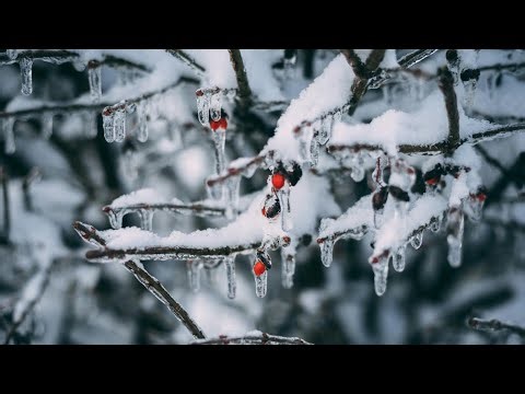 কানাডায় অবাক বরফ বৃষ্টি , প্রত‍্যেকটা গাছই যেন কাঁচের তৈরি।Freezing rain