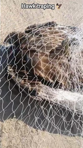🦅Hawk attack the falcon🦅 and traped 🕸️#youtube 🐦‍🔥#MalikHunter#birds #harehunting #wildlife