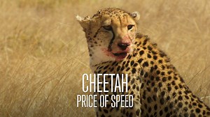 73K views · 189 reactions | Having a rough week? We can help. For the next 48 hours you can stream "Cheetah: Price of Speed" for FREE! This gripping wildlife documentary follows the life of a mother cheetah as she hunts and fends for her three cubs on the harsh African savannah. Check out the trailer below. Get your free copy here: https://vimeo.com/r/1VqL/Z05nNFV1az | Earth Touch | Facebook