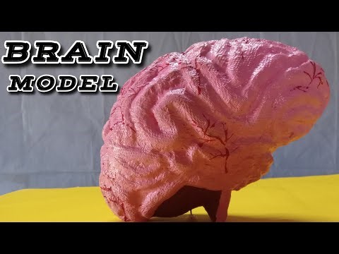 Human brain model for science exhibition.