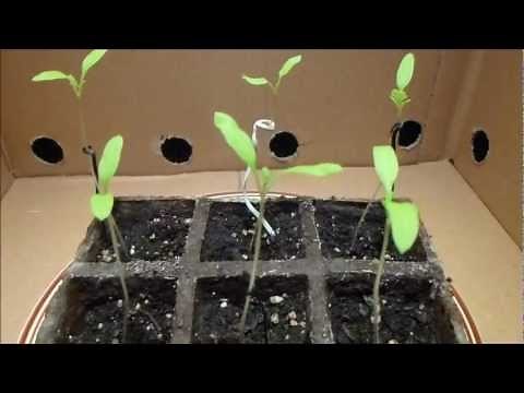 Part 4 The Effect of Music and Vibration on Plant Growth