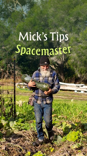 Mick is back to show off another cucumber variety, the Spacemaster! Perfect for smaller spaces, this medium-seized vine still produces plentiful fruit. | The Diggers Club