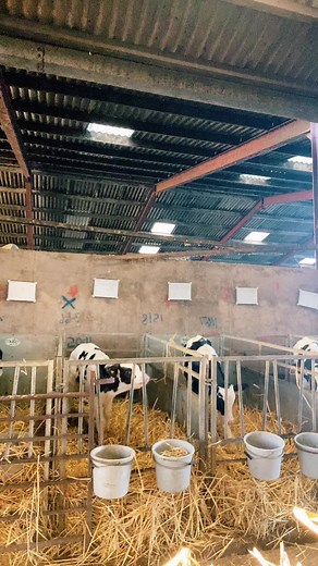 Introducing New Farming Trends to Calves | Dancing Farmer Girls