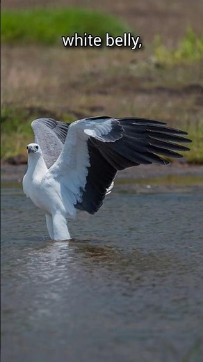 The Coastal Monarch | White bellied Sea Eagle | S01 001 | Apex Birds of the World
