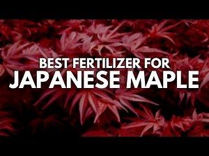 Best Fertilizer for Japanese Maple - Double the Growth [Updated]
