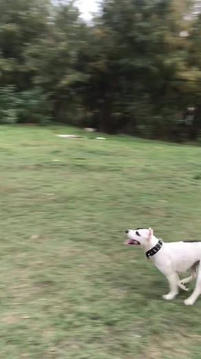 Поигрались мы немножко🙄🤭#рекомендации #рек #питбуль #бэнджи