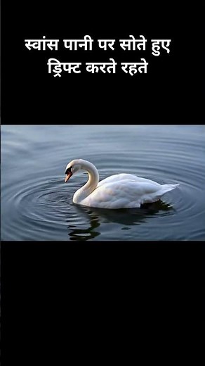 Swan Facts That Will Shock You 🦢 | Calm But Dangerous Bird #facts #shorts #youtubeshortsindia