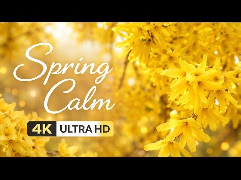 Golden Spring Blossoms 🌼 Relaxing Nature Ambience in 4K Ultra HD | Peaceful Floral Screensaver