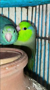 Pacific parrotlet, green male x turquoise female adult pair, #parrot #parrotlover #parrotbreeding
