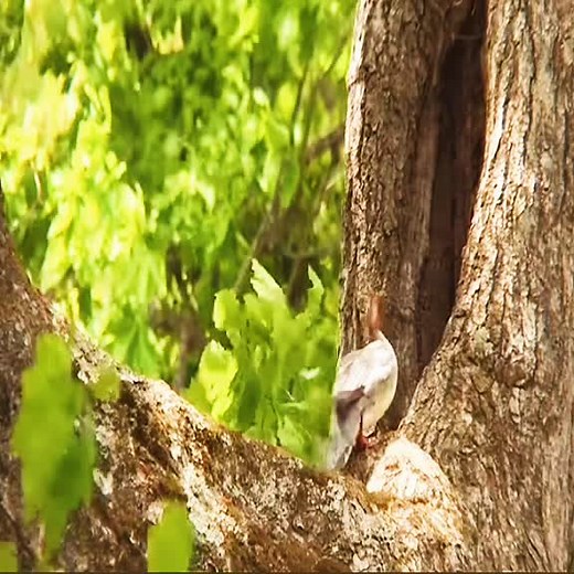 Captivating Duckling Moments in a Woodland Setting