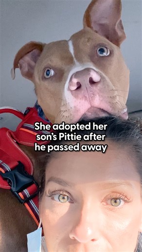 1.3M views · 48K reactions | Woman adopts her son's pittie after his sudden death — and their bond is the best thing in the world for both of them ❤️ We spoke to Kristi, who shared how Prince makes her smile every single day. Keep up with Kristi on TikTok: thedo.do/kristiandprinceTT. | The Dodo | Facebook