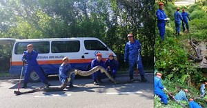 Six metre-long python captured in Jeli rubber estate | New Straits Times