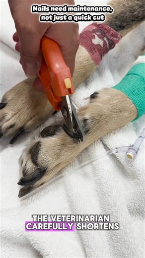 The Vet Gave This Dog’s Nails a Professional Finish 🐾 #doglovers #trending