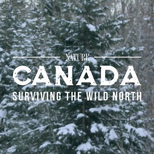 26K views · 1.2K reactions | Journey from Canada’s Arctic to the boreal forest and discover how animals survive in the North. "Canada: Surviving the Wild North" premieres Wednesday, October 26 at 8/7c on PBS. [VID: This is Canada, where dramatic landscapes are home to equally dramatic survival stories. For the creatures here, timing is everything. The difference between life and death, and the secret to success in this wild north.] | Nature | PBS | Facebook