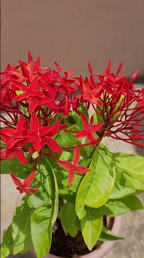 Nooru Varahalu flowers plant in small container | Garden Ideas for Home 🏡