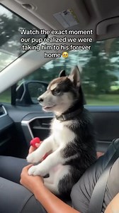 We truly felt connected to Shadow the week he was born. He trusted us and fit right in instantly. We’ve documented so much of his life and feel so blessed to have these memories with him. When we rescued Moon we had no idea what we were doing, so the puppy content is slim but we have made up for it over the years 🥰 #husky #dog #siberianhusky #huskylove #huskylife | The Husky Moon