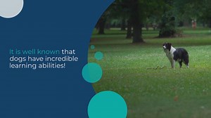 How to teach a dog to stand on command?