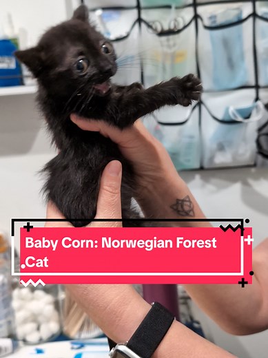 Discover Baby Corn: The Tiny Norwegian Forest Cat