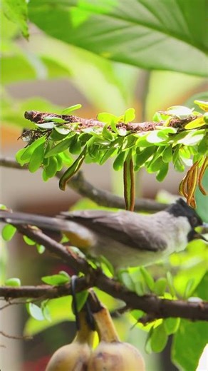 Wild Bird Songs in Nature | Peaceful Morning Bird Sounds