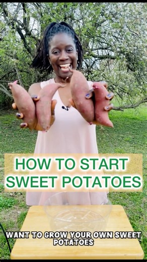 Steps to Growing Sweet Potatoes
