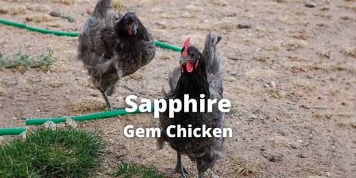 The Sapphire Gem Chicken Breed Guide: Size, Eggs, Care, Pictures