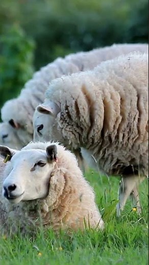 I Am a Sheep #TeachingKidsToRecognizeAnimals #LearningAboutAnimals #KidsLearningToSpeak #EarlyEdu...