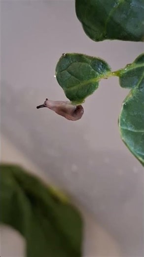slug dancing with the music 🎶