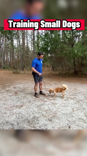 21K views · 230 reactions | If your dog is small this video is for you! #dogs #dogtraining #dogtrainer #dogtrainingtips #smalldogtraining #smalldog #summervillesc #charlestonsc | Canine Revolution Dog Training | Facebook