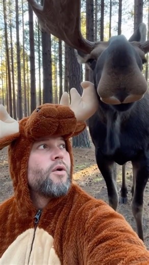 Never Make A Moose Angry.#moose #mooseontheloose #moosejaw #inthemoment